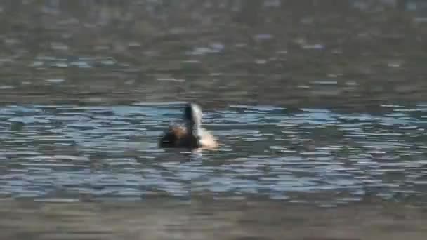 Bir grup birlikte, kümelenmiş Alaskan ördek suya dalış — Stok video