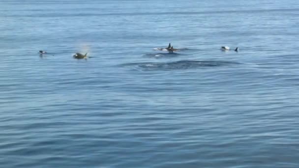 Imágenes de una cápsula de orcas nadando frente a la costa — Vídeos de Stock