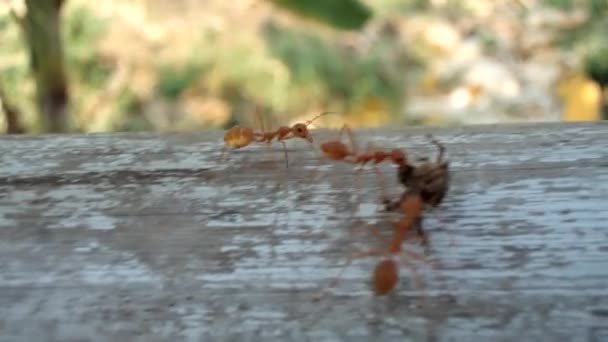 Handheld footage of ants carrying a dead spider — Stock Video