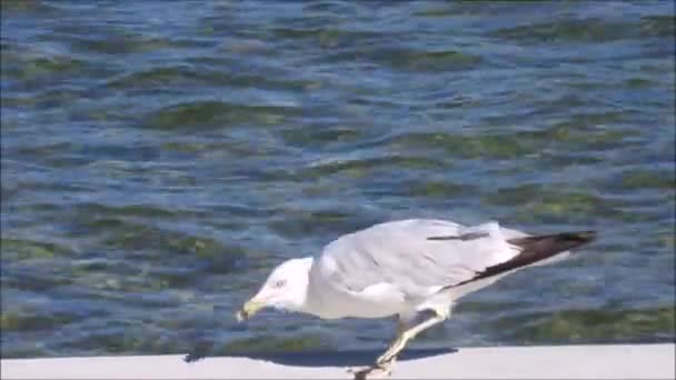 Möwe frisst auf einem Bein neben einem See — Stockvideo