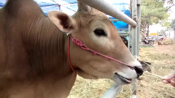 Портативный снимок коровы, которую кормят сеном — стоковое видео