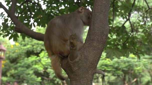Handheld shot van een aap in een boom — Stockvideo