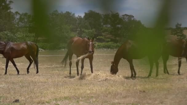 Ló eszik szénát, egy réten — Stock videók
