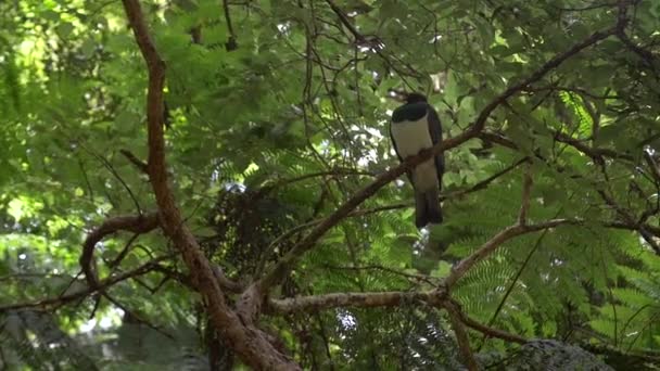 Kereru duif zat op een tak — Stockvideo