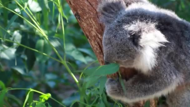 Rúdos ekvalipt levelei eszik egy fa koala medve — Stock videók