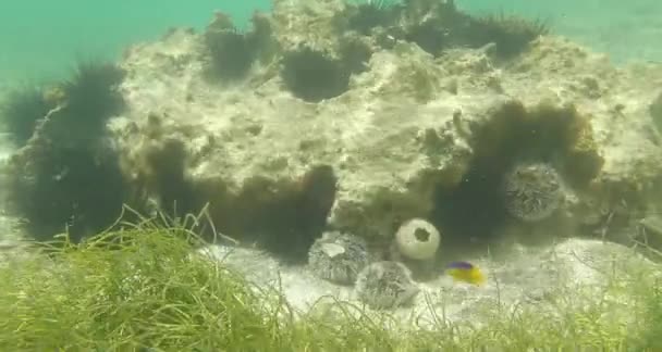 Veel van de Zwarte Zee-egels en een kreeft — Stockvideo