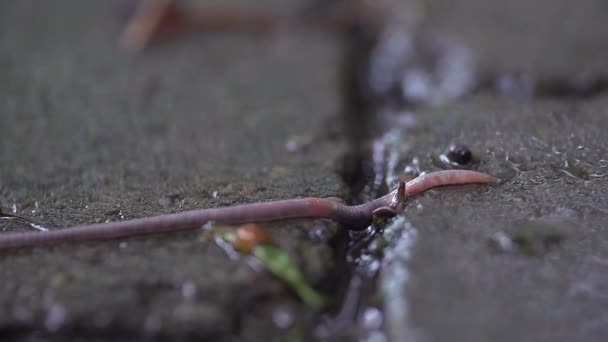 Macro shot of a worm in the rain — Stock Video