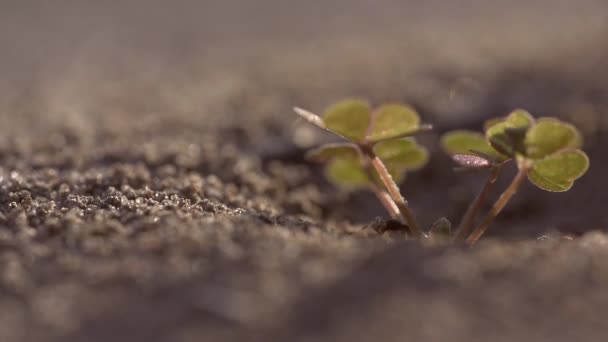 Plan macro au ralenti d'une fourmi quittant sa colline — Video