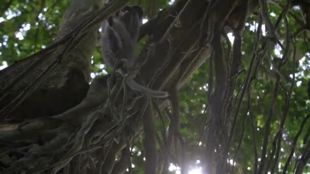 Apan äter i ett träd i skogen — Stockvideo
