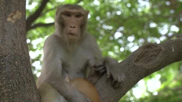 Monkey looking at the camera holding an orange cat — Stock Video
