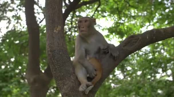 Мавпа сидить на дереві, тримає кота — стокове відео