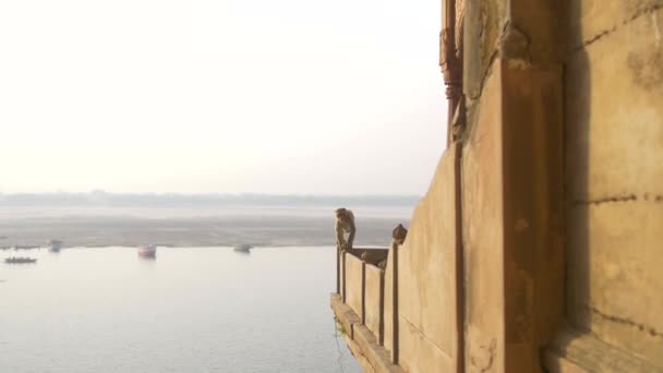 Monkey walking along a wall near the Ganges — Stock Video