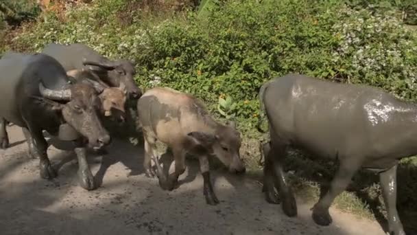 Muddy banteng vacas y terneros en un borde de la carretera — Vídeo de stock