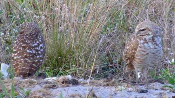 アナホリフクロウのフクロウのペア — ストック動画