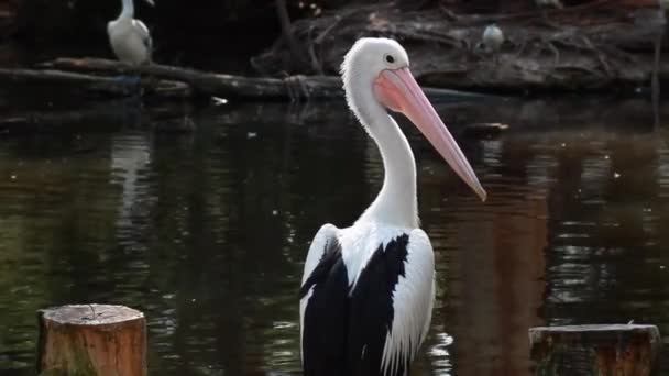 Pellicano vicino a un lago colpo statico — Video Stock