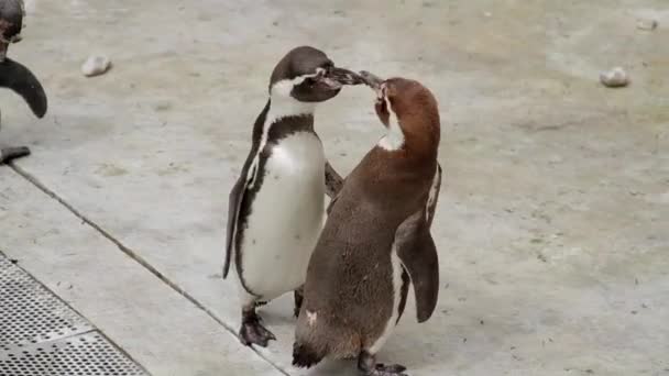 Pingüinos peleando en un zoológico — Vídeo de stock