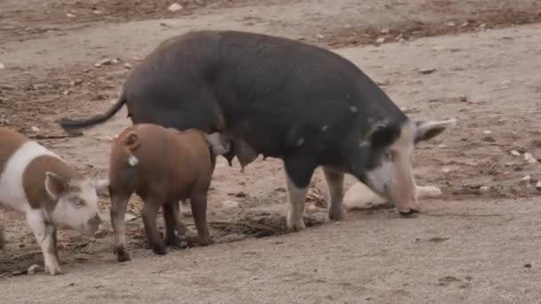 Pig looking after her young — Stock Video
