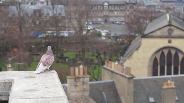 Pigeon on a ledge watching over Edinburgh — Stock Video