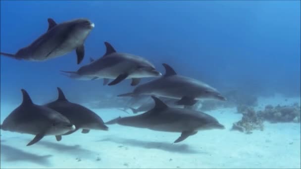 Schote von Delfinen gefilmt im Roten Meer-Ägypten — Stockvideo