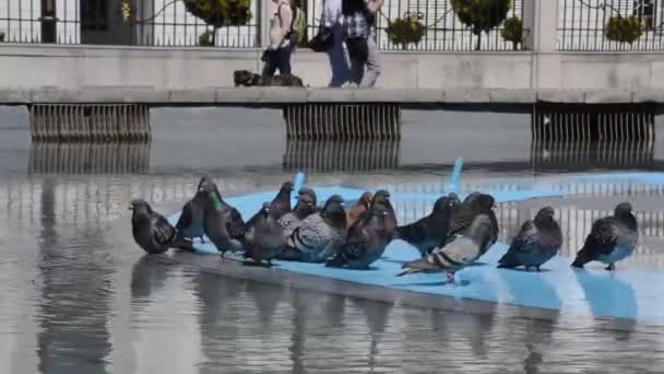 Pigeons congregating in a fountain — Stock Video