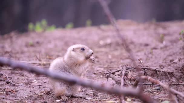 Präriehund knabbert an einem Imbiss — Stockvideo