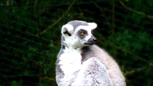 Ring tailed lemur in a zoo — Stock Video