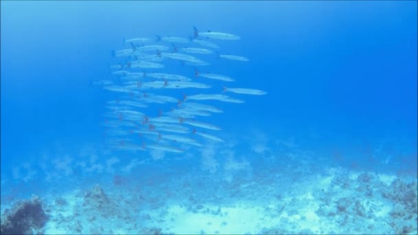 École de Barracuda — Video