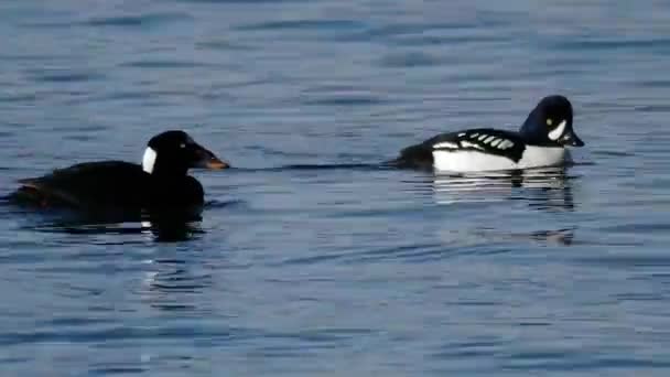 Aves marinas en Alaska buceando juntas — Vídeos de Stock