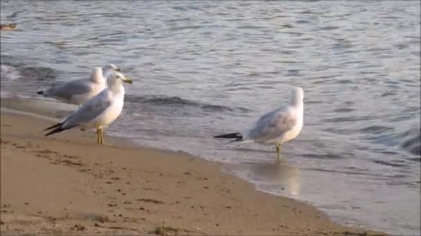 Seagulls on the beach in the evening — Stock Video