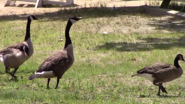 Birkaç ördekler etrafında daha sonra ayakta sağa doğru yürü — Stok video