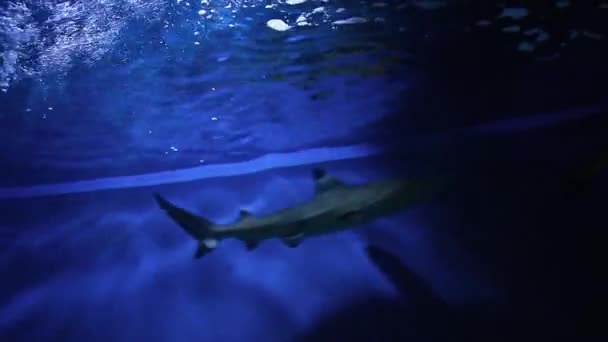 Tiburones en un tanque — Vídeo de stock