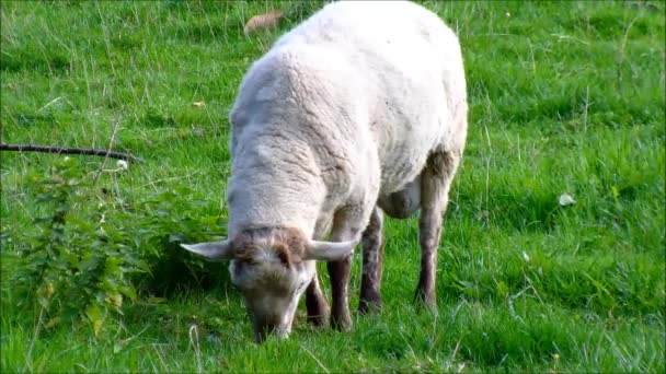 Schapen Eet gras en vervolgens verlaat — Stockvideo