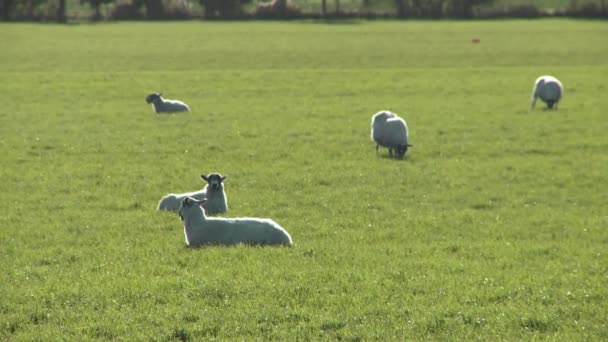 Pâturage de moutons dans un champ — Video