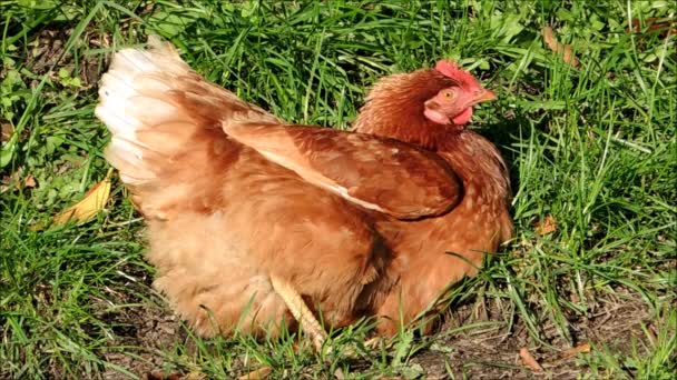 Shot of a hen sitting in grass — Stock Video