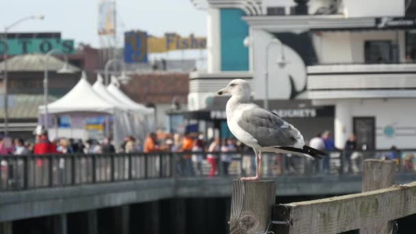 Tiro de gaviotas marinas aterrizando en un muelle — Vídeos de Stock