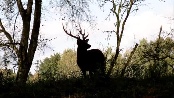 Silhouet van een bok sika herten in een forest — Stockvideo