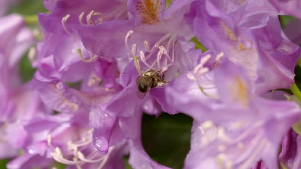 Slowmotion klipp av ett bi som samlar nektar ovanpå en trädgård blomma — Stockvideo