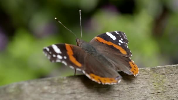 Slow motion clip of a settled orange and brown butterfly that then flies offscreen — Stock Video