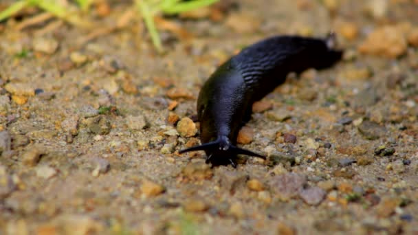 Slug långsamt kryper i sanden — Stockvideo