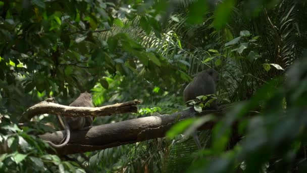 Macacos pequenos pulando e correndo ao longo de ramos folhosos verdes — Vídeo de Stock