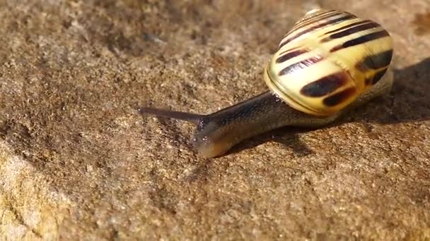 Caracol movendo-se lentamente sobre uma superfície de pedra — Vídeo de Stock