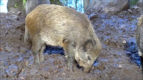 Yiyecek için bazı Juvenil domuzu — Stok video