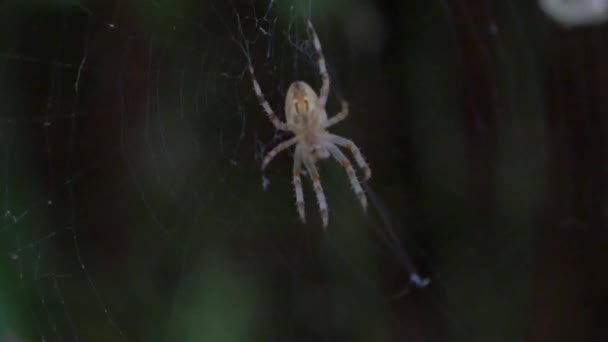 蜘蛛在网在晚上 — 图库视频影像