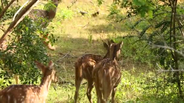 Spotted rådjur gå genom djungeln — Stockvideo