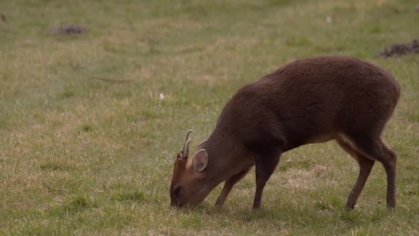 Statische Aufnahme eines Muntjac-Hirsches beim Weiden — Stockvideo