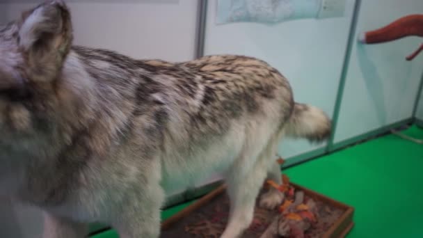 Relleno lobo pan tiro — Vídeos de Stock