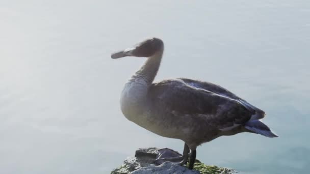 Лебедь, сидящий на камне при ярком солнечном свете — стоковое видео