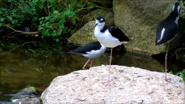 Három fekete nyakú gólyalábasok takarítás maguk a víztől — Stock videók