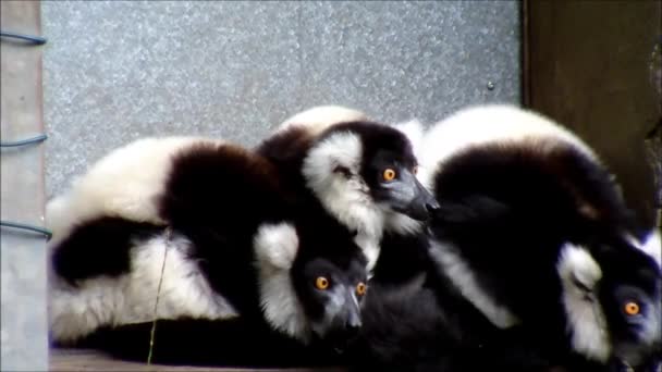 Drei zusammengekauerte schwarz-weiße Rüschen-Lemuren schreien und schauen sich aufgeregt um — Stockvideo