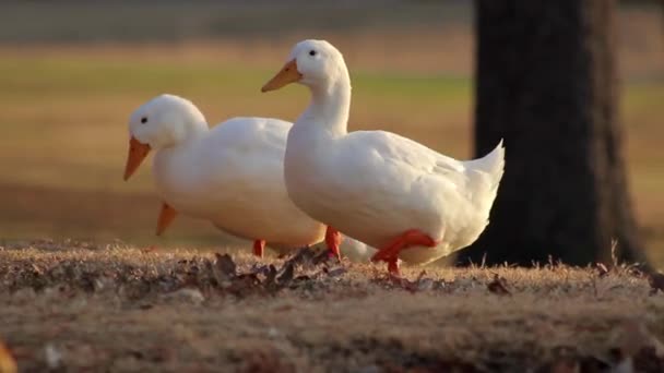 Drei weiße Campglockenenten suchen an einem Herbsttag bei Sonnenuntergang das Gras ab und landen auf dem Gehweg des Parks — Stockvideo